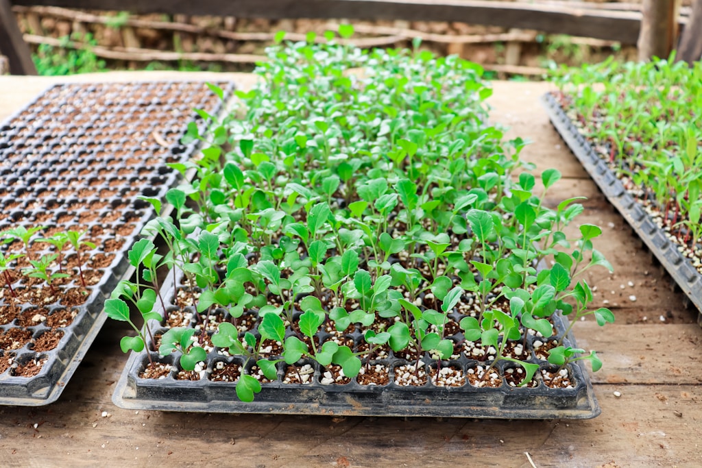 Agricultural Seeds
