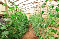 A greenhouse with rows of lush green plants growing on both sides. The plants seem healthy and well-tended, climbing on strings attached to the wooden structure of the greenhouse. Sunlight filters through the translucent roof, illuminating the vibrant green leaves.