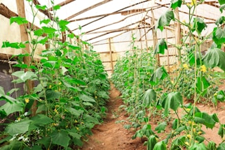 A greenhouse with rows of lush green plants growing on both sides. The plants seem healthy and well-tended, climbing on strings attached to the wooden structure of the greenhouse. Sunlight filters through the translucent roof, illuminating the vibrant green leaves.