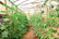 A man inspecting healthy plants in a greenhouse, with humic acid products nearby.