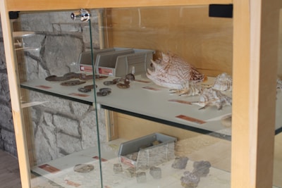 A glass display cabinet contains a collection of seashells and fossilized objects. The top shelf features large conch shells with intricate patterns, while the bottom shelf has various fossils, possibly ammonites or similar types, organized neatly. Small informational cards accompany each item, suggesting a museum or educational setting. The background is a stone wall, adding a naturalistic texture to the scene.