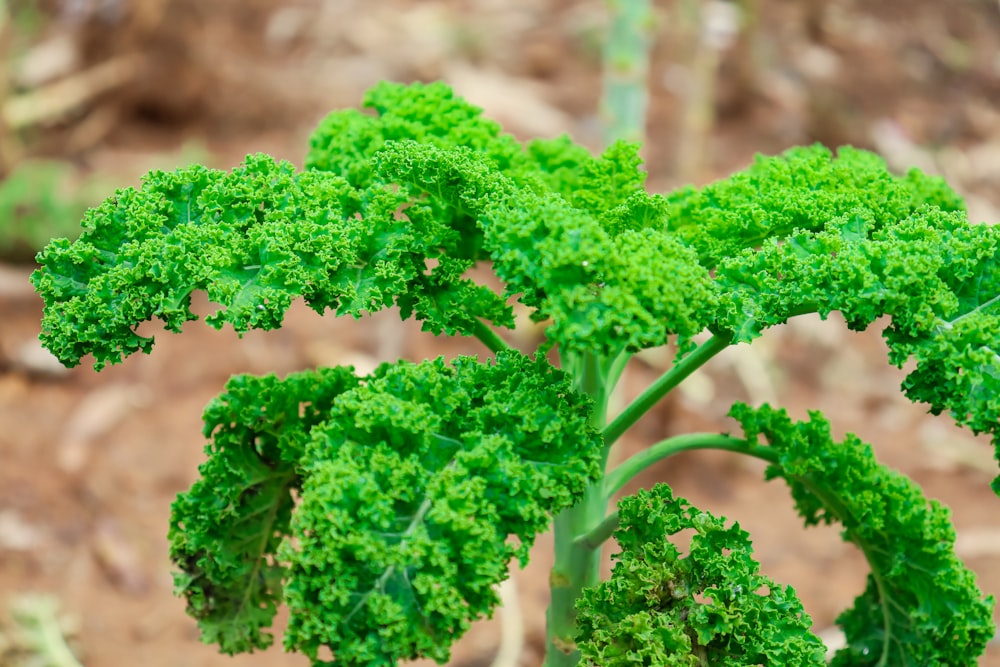 a close up of some plants