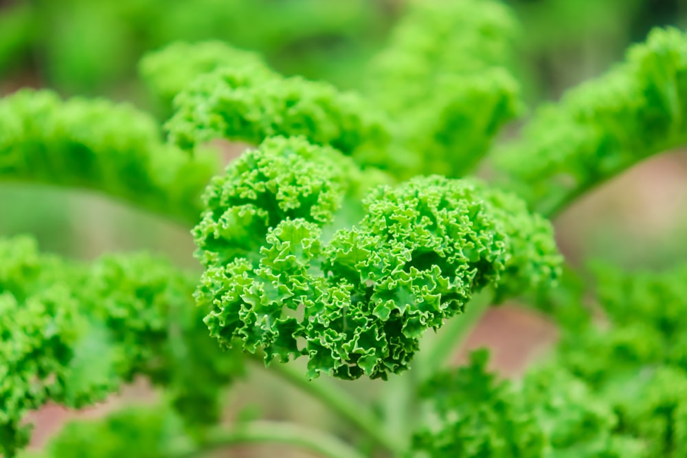 a close up of some plants