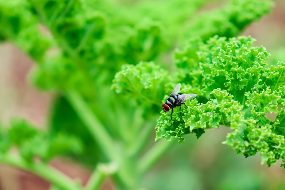 a bug on a plant