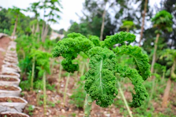 a close-up of some plants