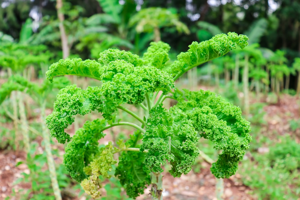 a close-up of some plants