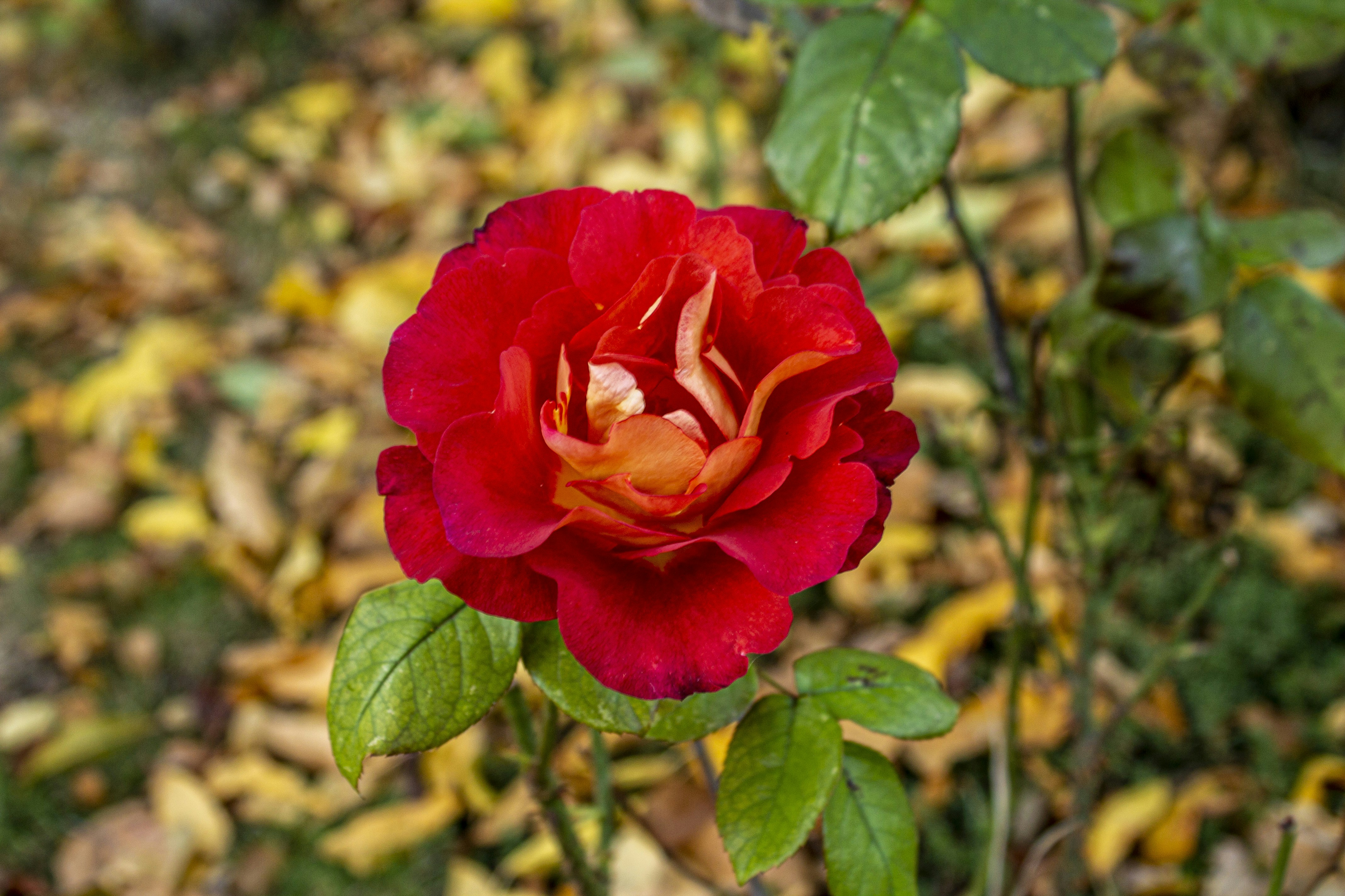 Photo by olgamusiichuck