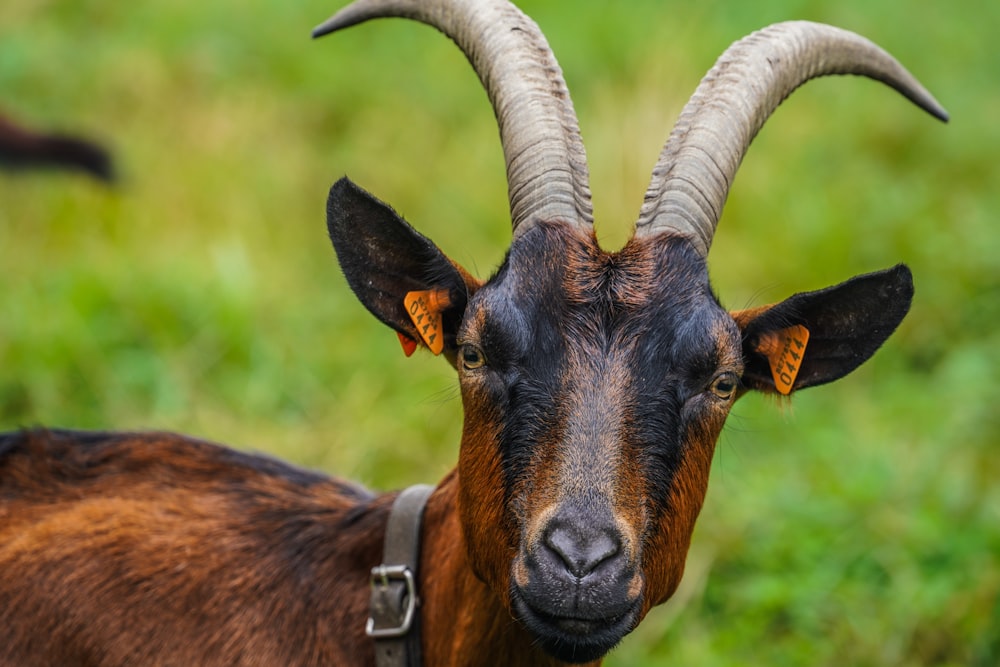 a goat with horns