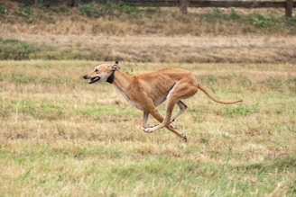 A greyhound happily running in an open field.