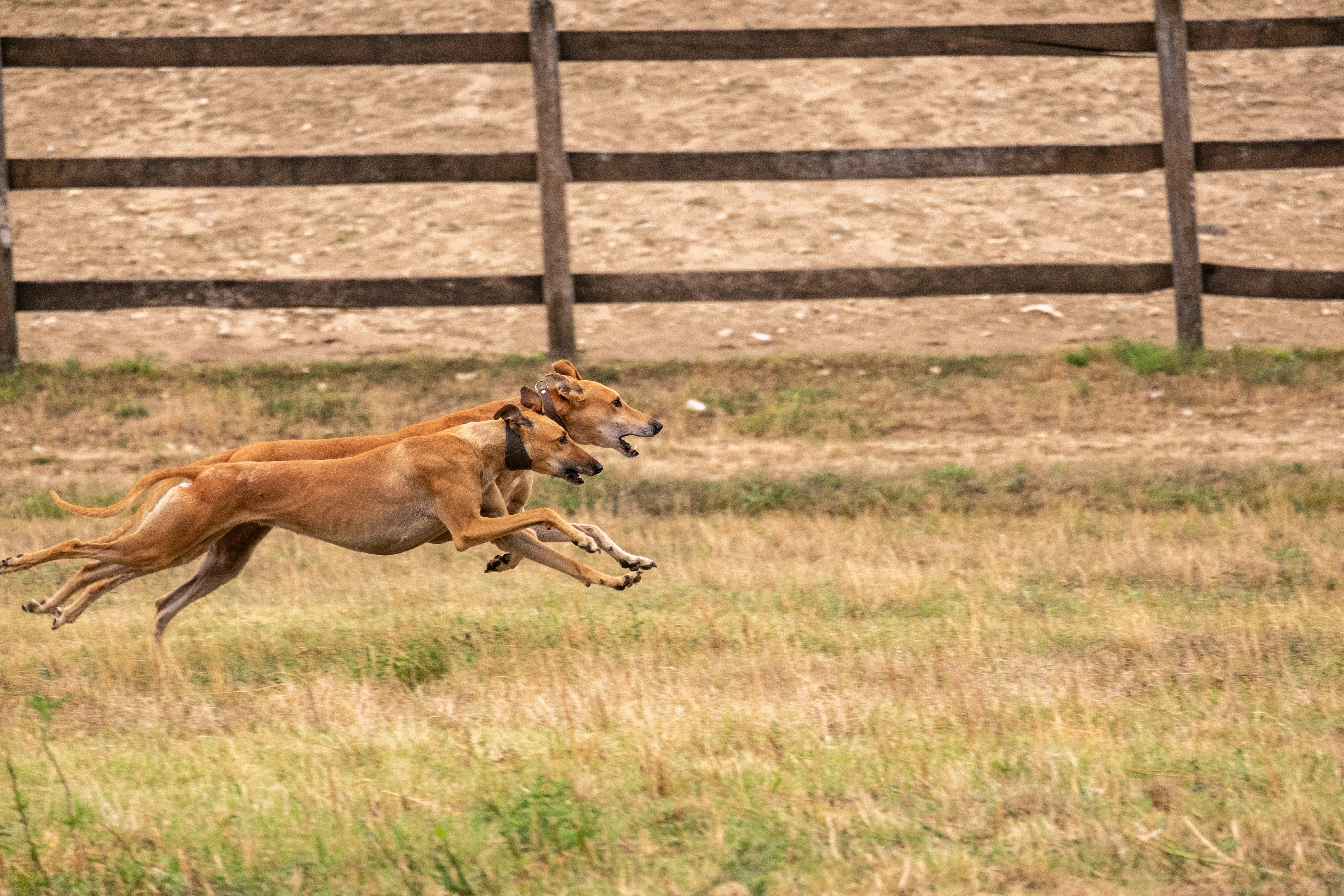 A dog running at full speed to show muscle function and agility - protein and dogs