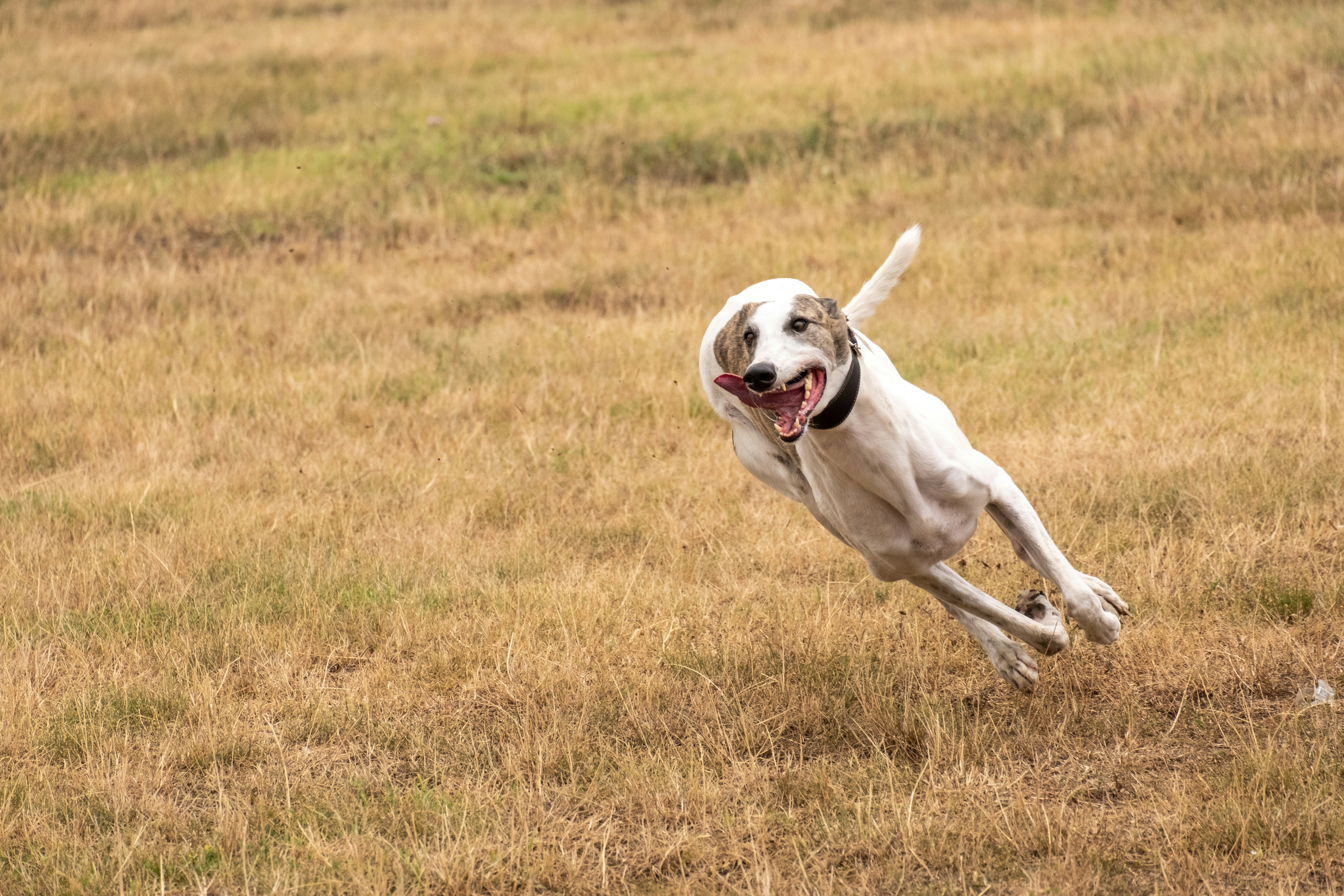 Dog running freely after training
