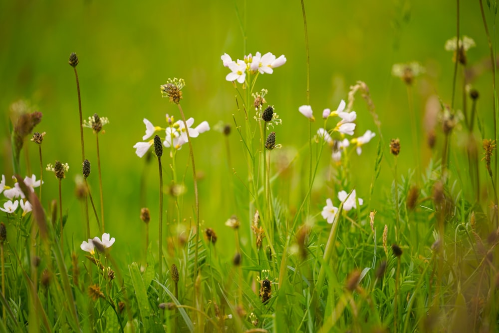 Une abeille sur une fleur