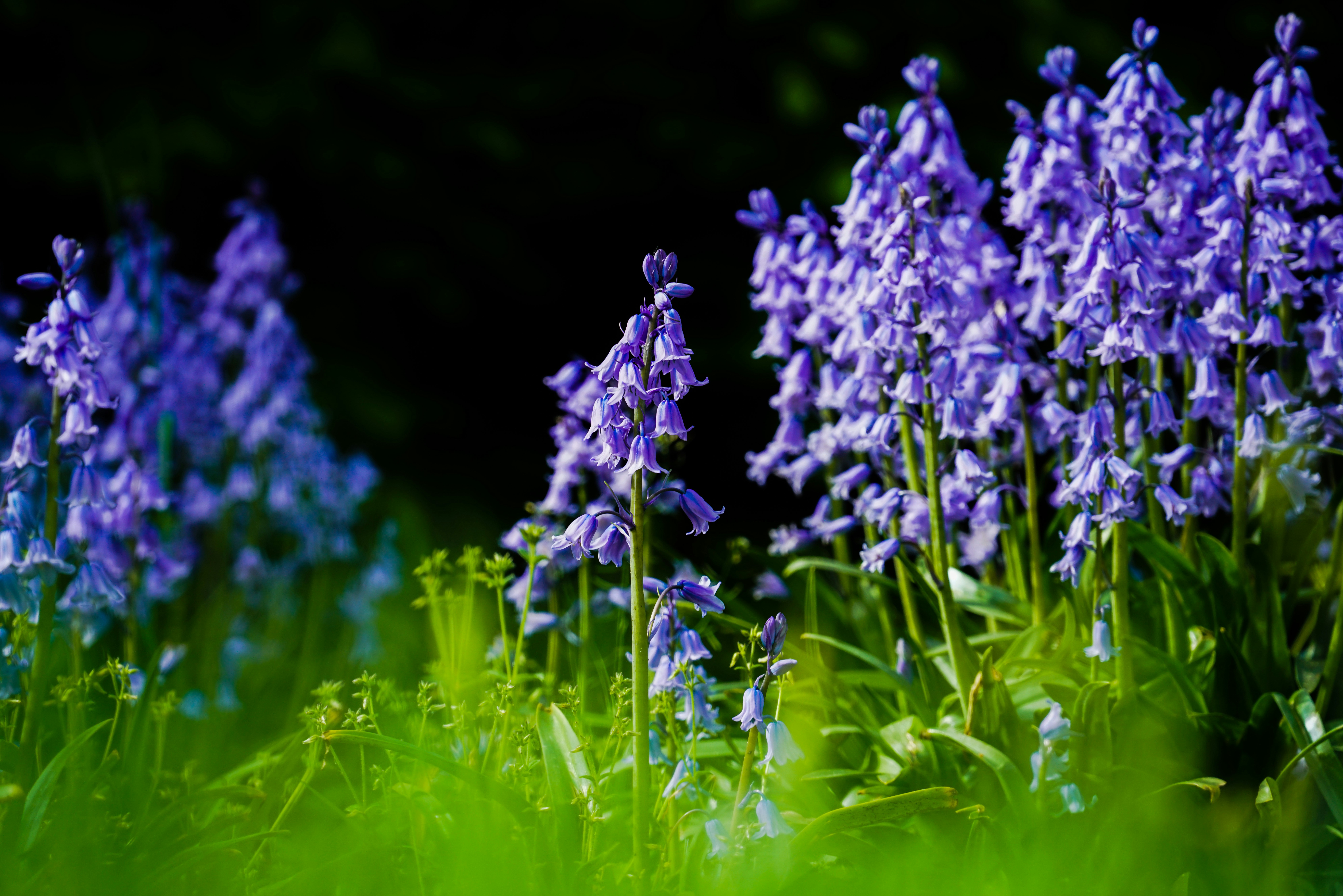 Photo by hooverpaul55