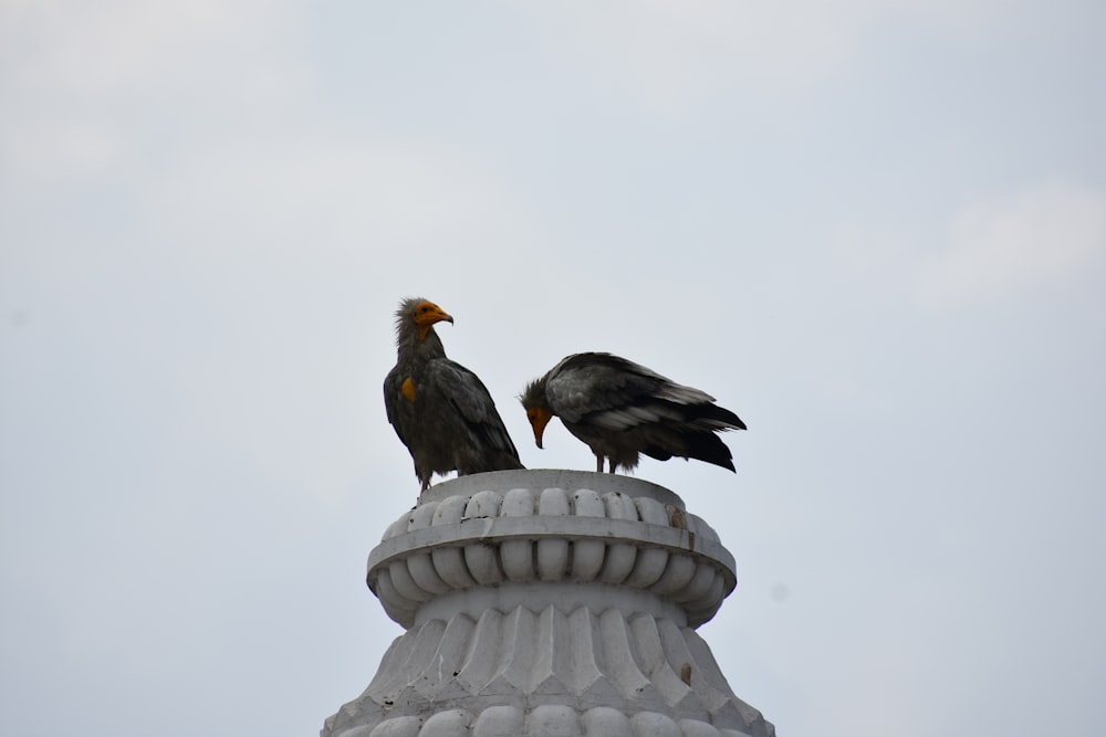 two birds on a dome