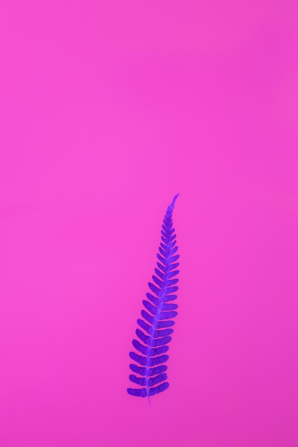 a blue feather on a pink background