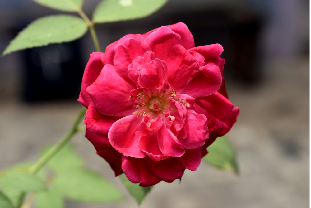 Un primer plano de una flor