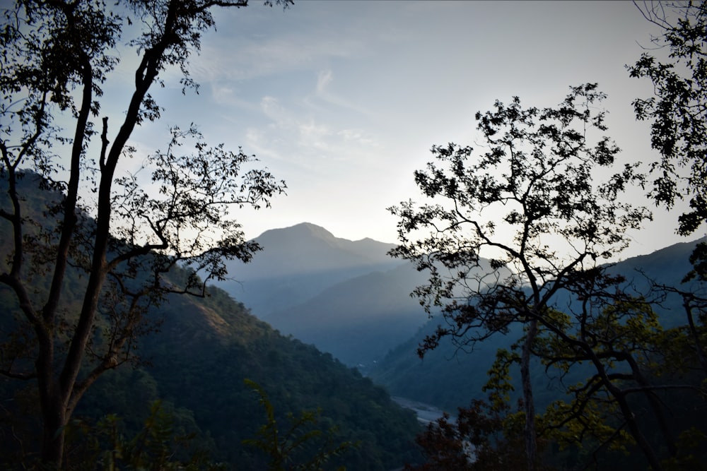 a view of a mountain range from a forest