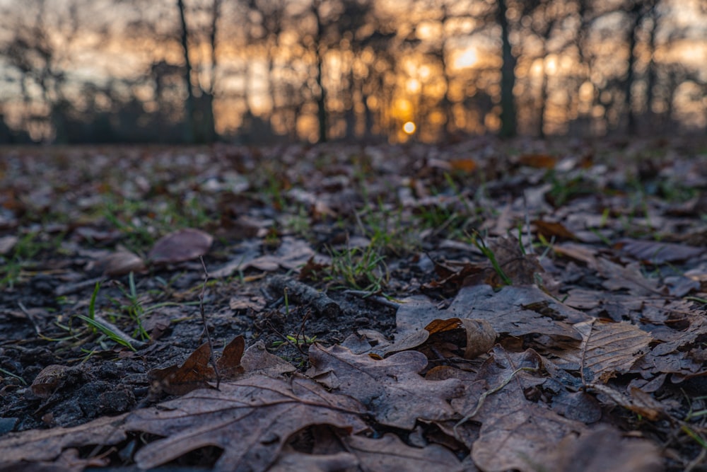 a forest with fallen leaves