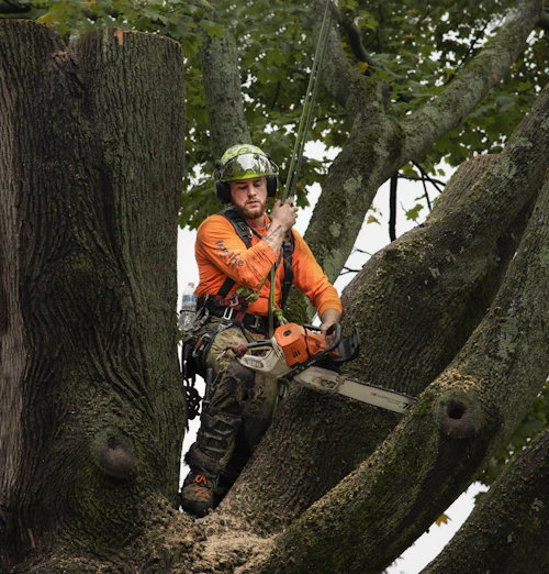 Arborist in orange gear cutting a branch while harnessed in a tree