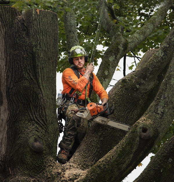 Arborist cutting down 200 year Norway Maple Treeby Paula Morin