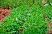A lush green space with neatly arranged rows of plants growing in rich, dark soil. The plants have vibrant green leaves and appear to be flourishing under bright sunlight. The background also displays more greenery, suggesting a healthy, thriving environment.