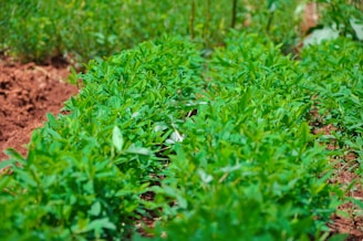 A lush green space with neatly arranged rows of plants growing in rich, dark soil. The plants have vibrant green leaves and appear to be flourishing under bright sunlight. The background also displays more greenery, suggesting a healthy, thriving environment.