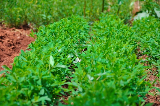 A lush green space with neatly arranged rows of plants growing in rich, dark soil. The plants have vibrant green leaves and appear to be flourishing under bright sunlight. The background also displays more greenery, suggesting a healthy, thriving environment.
