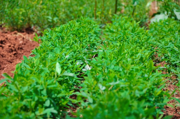 A lush green space with neatly arranged rows of plants growing in rich, dark soil. The plants have vibrant green leaves and appear to be flourishing under bright sunlight. The background also displays more greenery, suggesting a healthy, thriving environment.