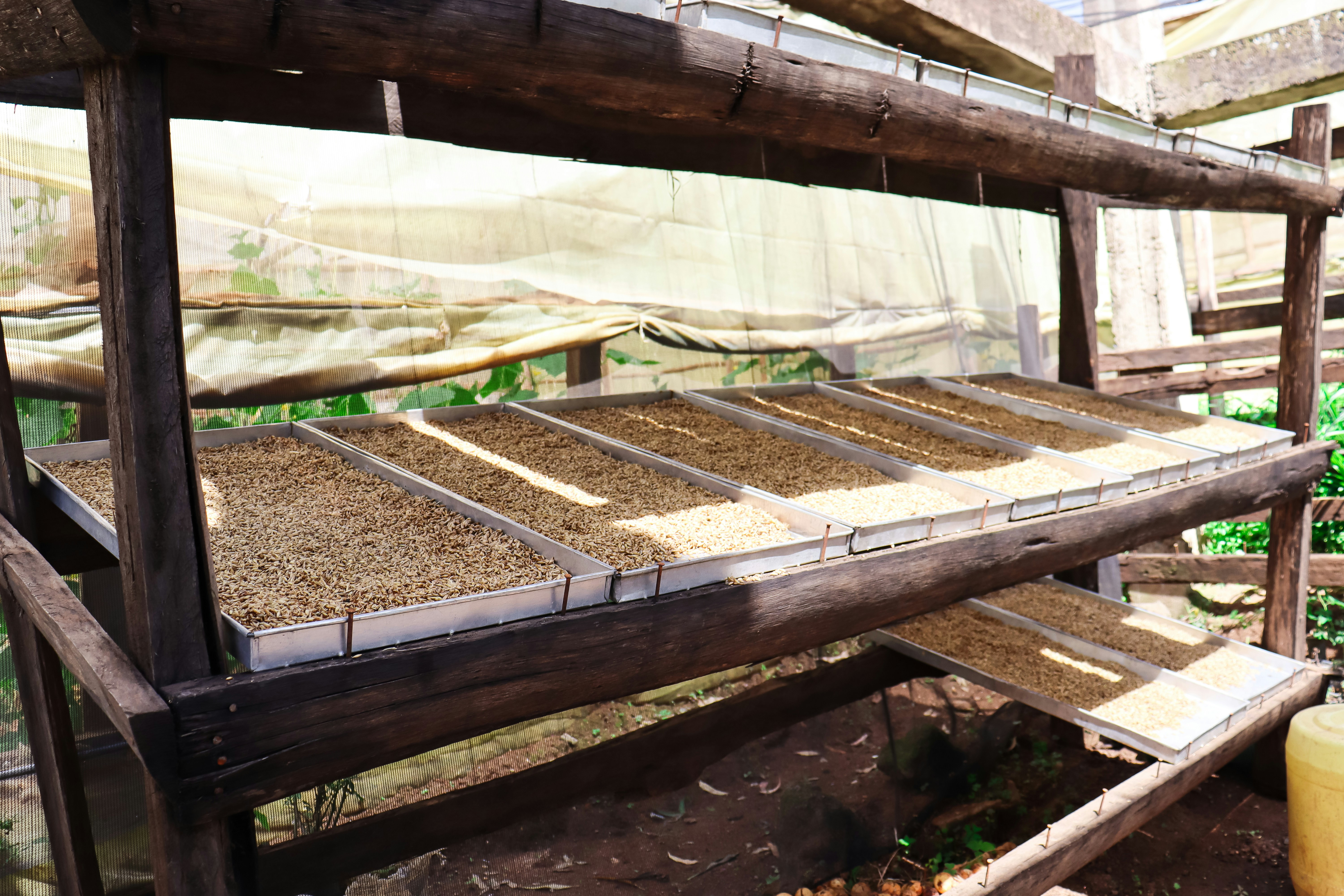 Drying seeds