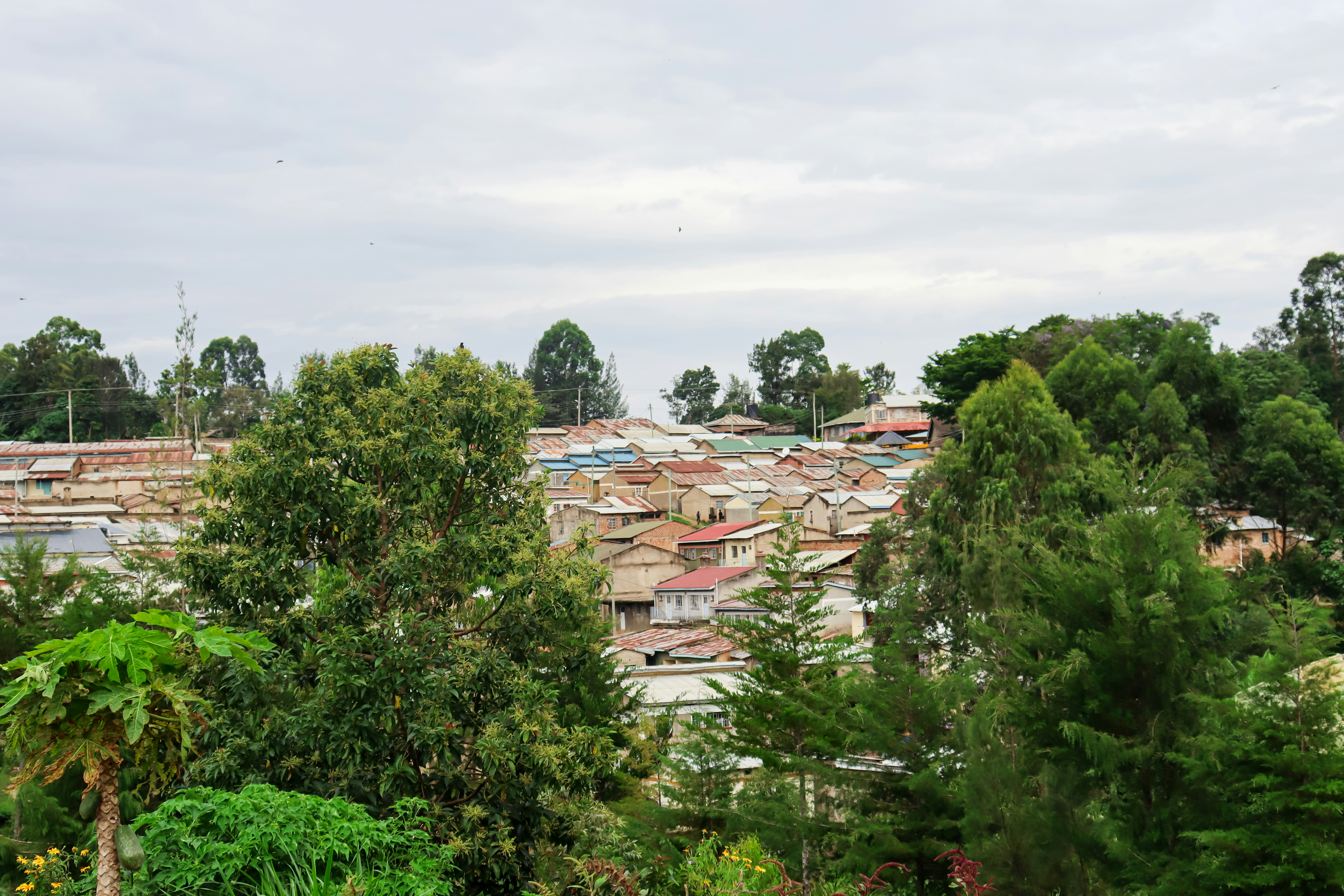 a group of houses surrounded by trees