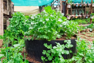 a planter filled with plants