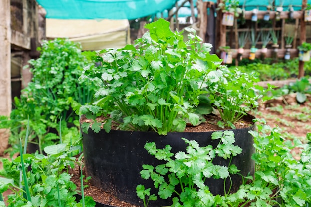 a planter filled with plants