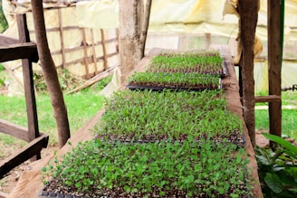 a small garden with a fence