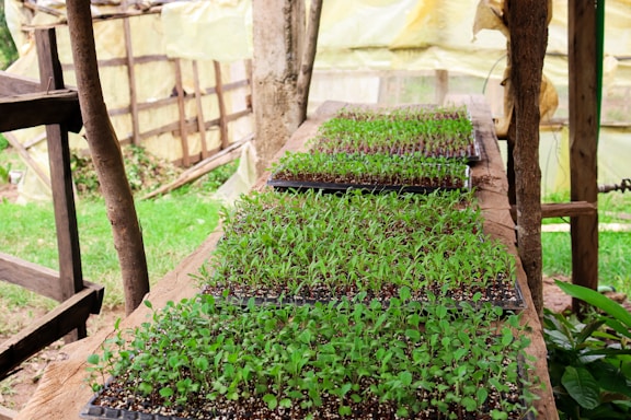 a small garden with a fence