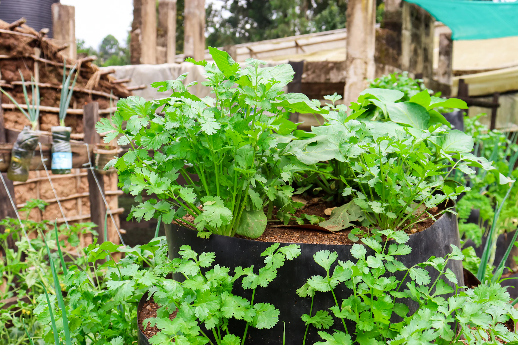 Lush green coriander leaves
    growing in a balcony pot in 2026
