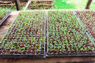 a large group of plants in a container