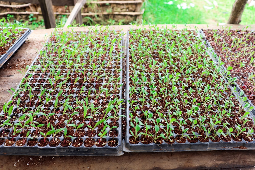 a large group of plants in a container