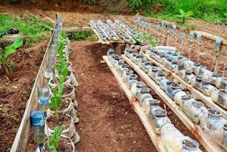 a garden with plants and containers