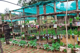 a garden with plants and signs