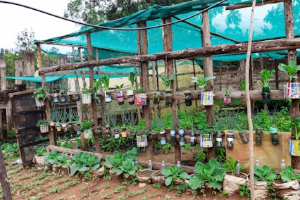 a garden with plants and signs
