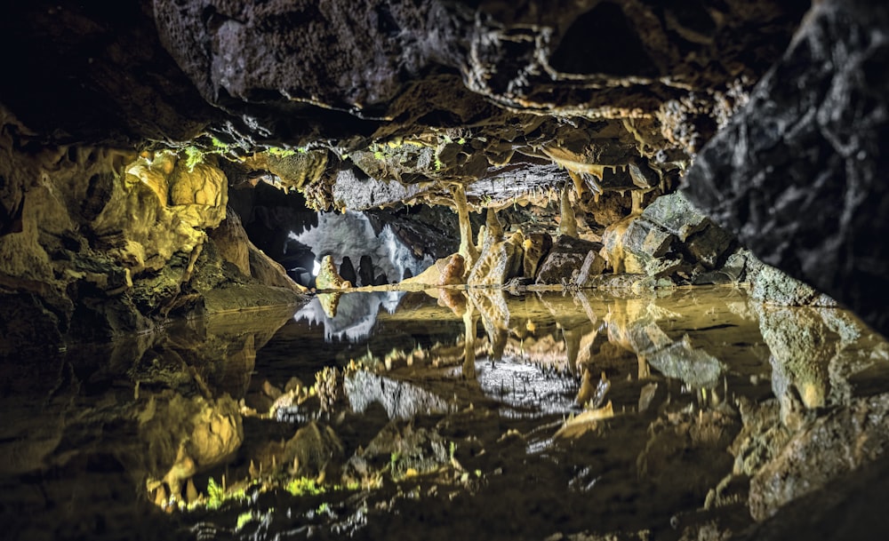 Une grenouille sur une bûche dans une grotte