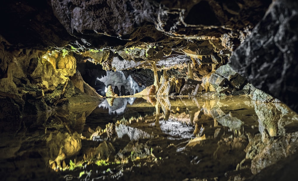 a frog on a log in a cave