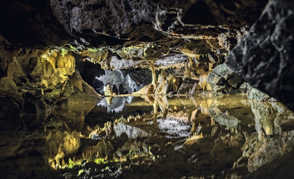 A frog on a log in a cave