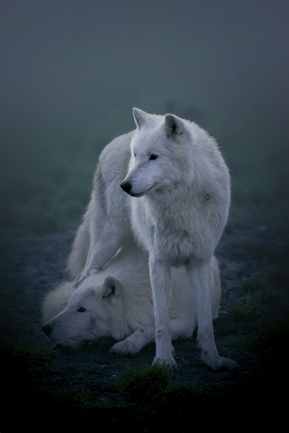 Un lupo bianco e un cucciolo di lupo