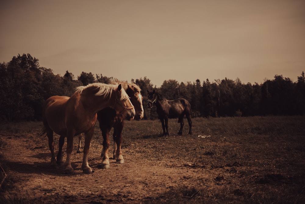 a group of horses standing in a field