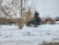 A snow-covered landscape with a large deciduous tree in the foreground shedding its brown leaves. Several evergreen trees stand nearby, contrasting with the leafless trees. In the background, there are residential houses and additional leafless trees.