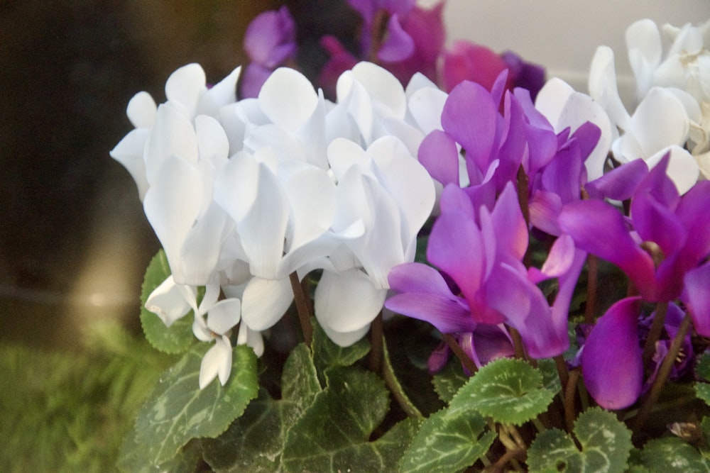 a close up of flowers