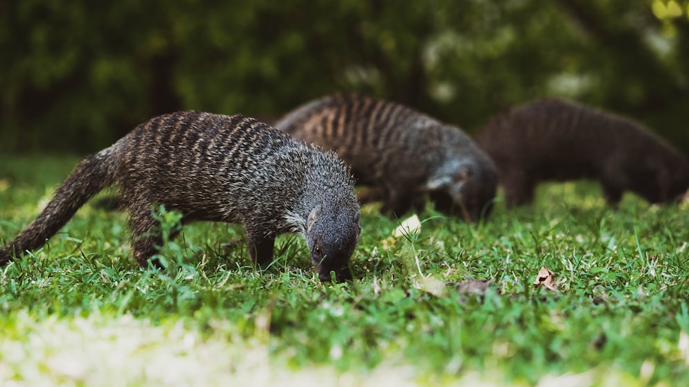 a group of animals eating grass