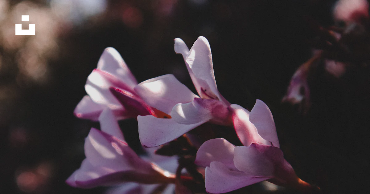 Close up of flowers photo – Free Flower Image on Unsplash