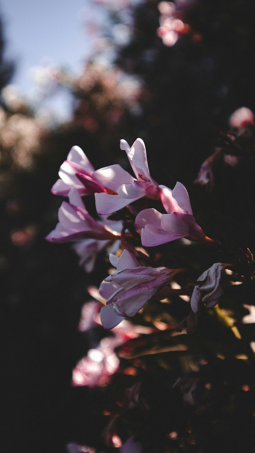 close up of flowers